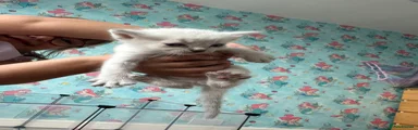 Ragdoll 3