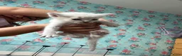 Ragdoll cats for sale: Ragdoll Kittens in Brighton - Advert 38