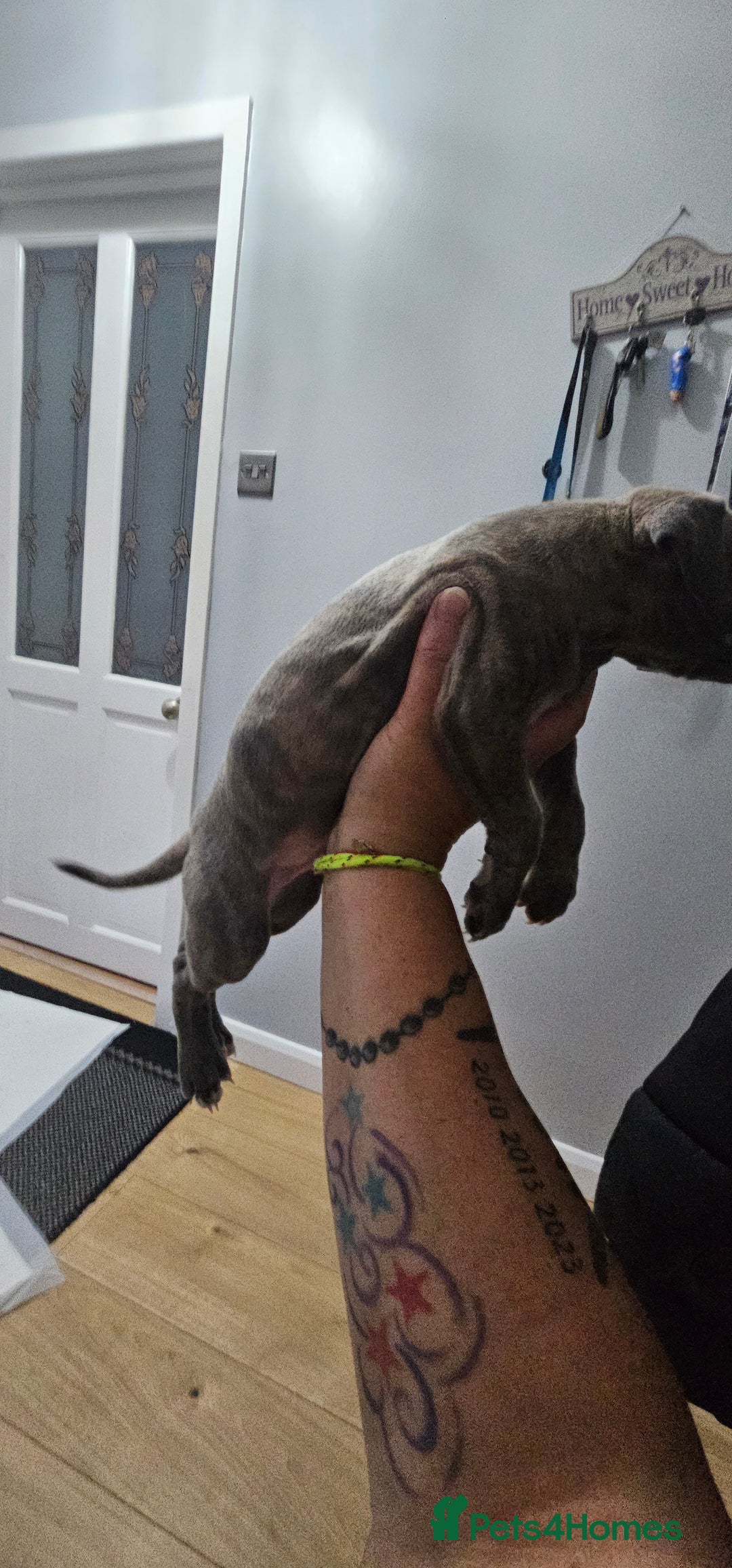 Whippet dogs for sale: Whippet puppies  - Image 4