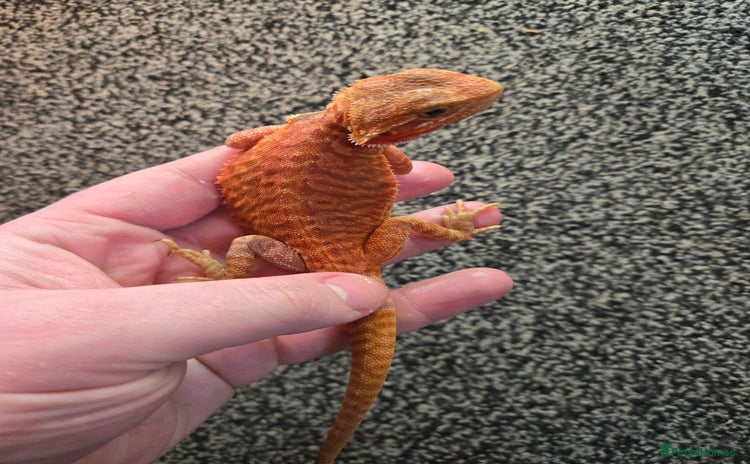 Bearded Dragon reptiles - Advert 1