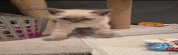 British Shorthair cats for sale: 6 Beautiful BSH Kittens - Advert 5