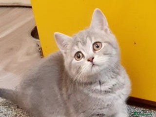 British Shorthair cats British kittens - Advert 15