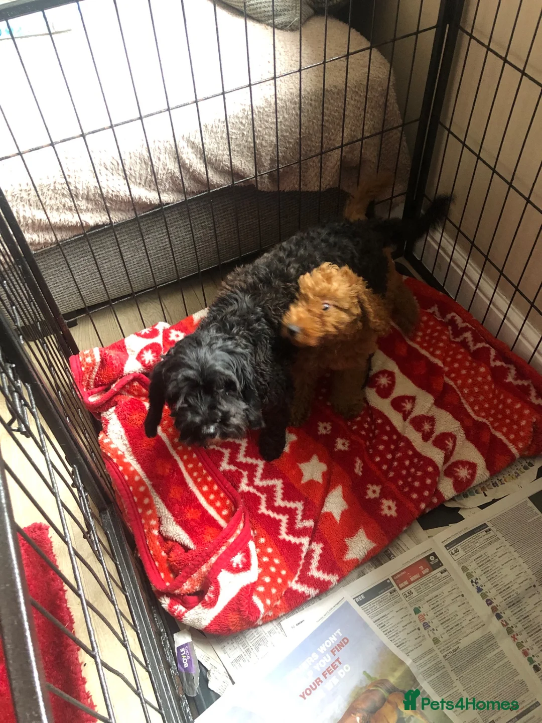 Cockapoo dogs for sale: cockapoo puppy forsale  - Advert 1