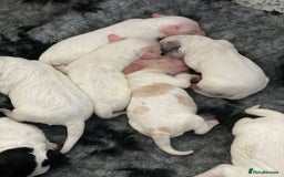 Toy Poodle dogs for stud: Parti Toy Poodle KCregistered PRA PRCD NEG proven - Image 9