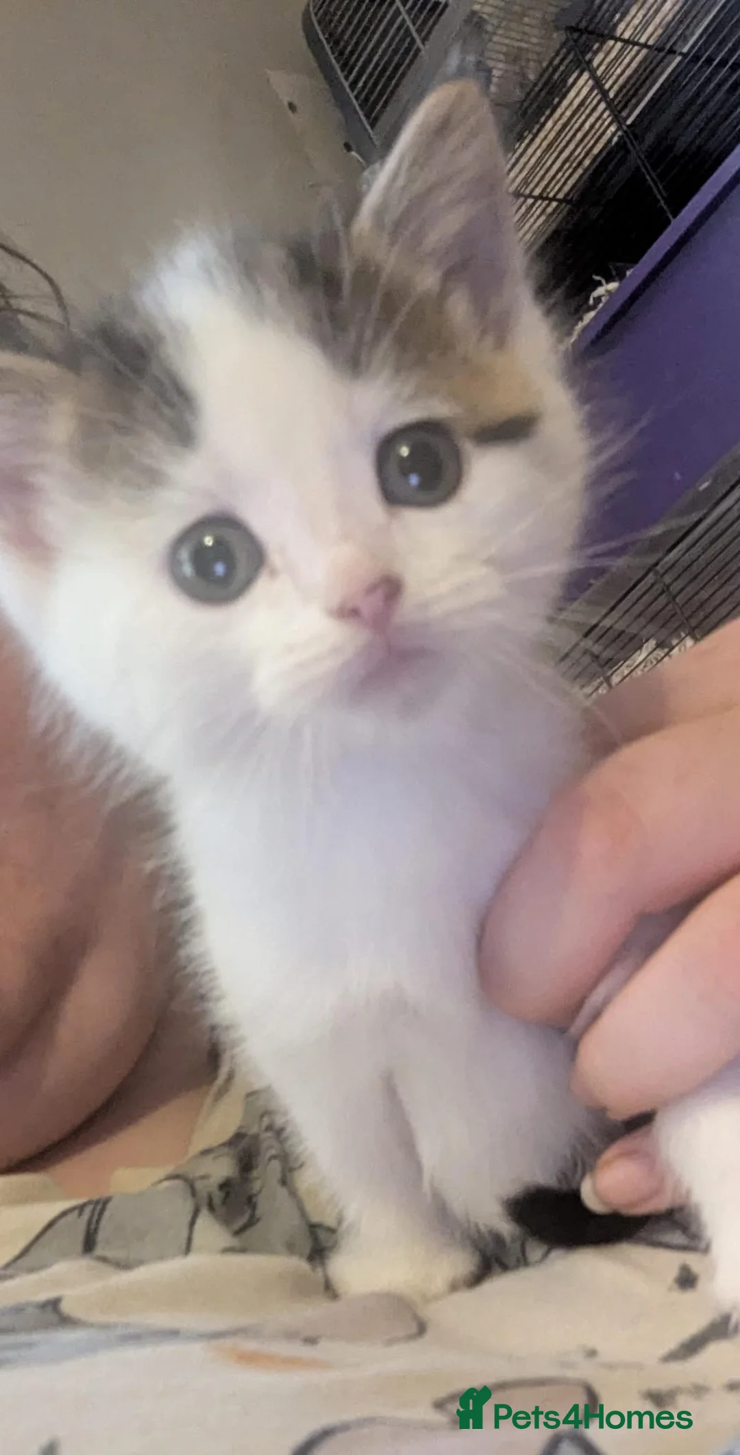 Maine Coon cats for sale: Maine Coone - Advert 2