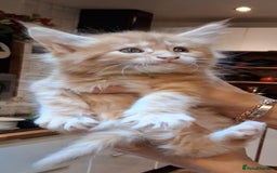 Maine Coon cats for sale: I have Beautiful healthy maicoon XL  - Image 11