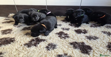 Mixed Breed dogs Aussiedor puppies - Advert 3