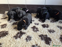 Mixed Breed dogs Aussiedor puppies - Advert 3