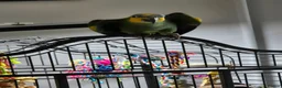 Parrots birds for sale: Kiki is a 9 month old Orange-winged Amazon Parrot  - Advert 8