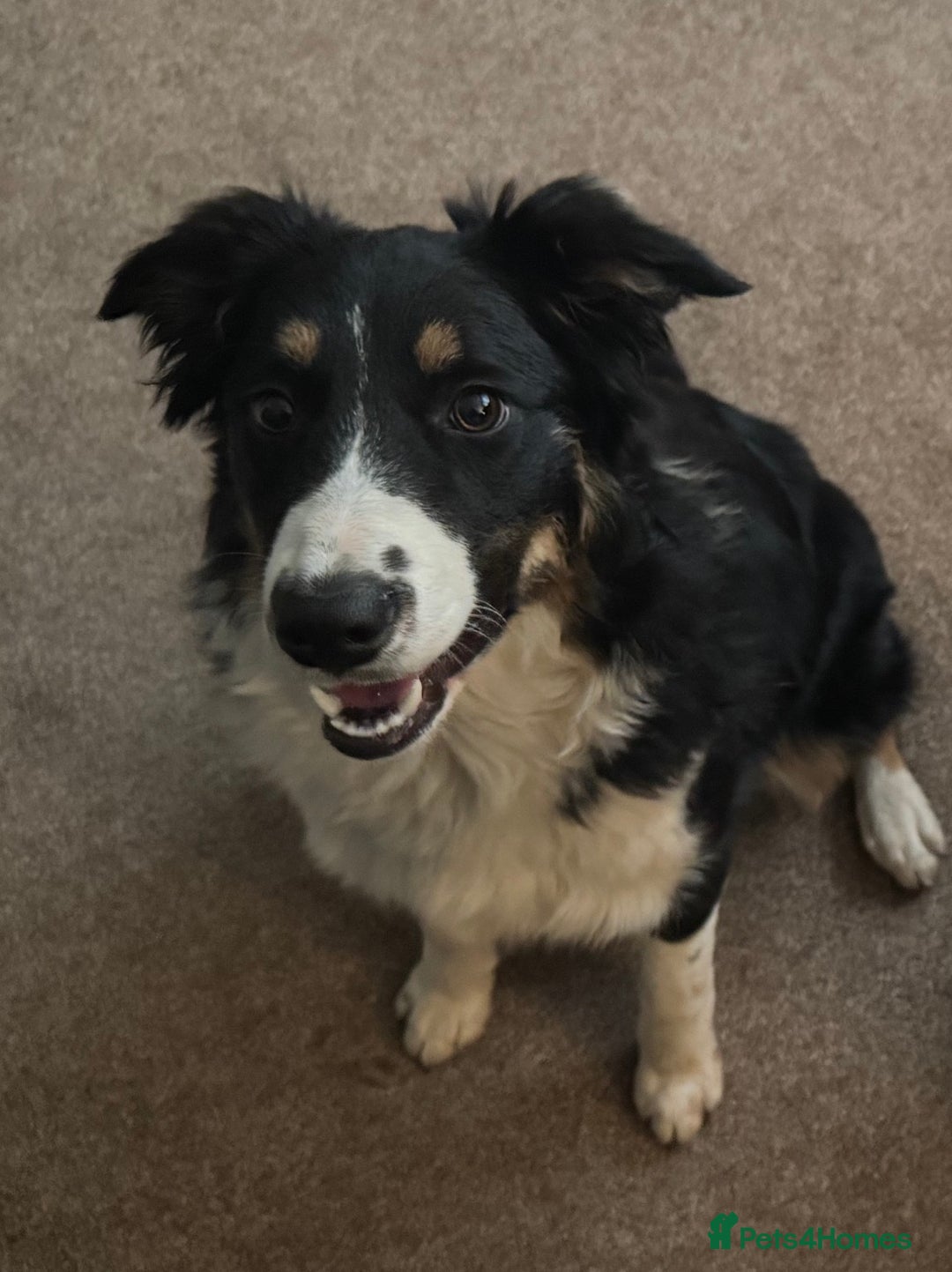 Border Collie dogs for sale: Maggie-Mae - Image 3