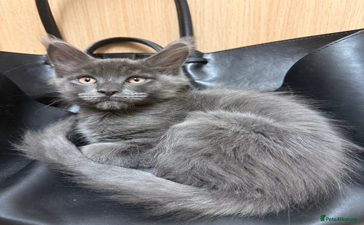 Maine Coon cats - Advert 1