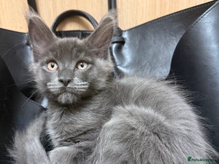 Maine Coon cats TICA Registered Blue Smoke Maine Coon Boy - Advert 5