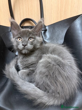 Maine Coon cats - Advert 1