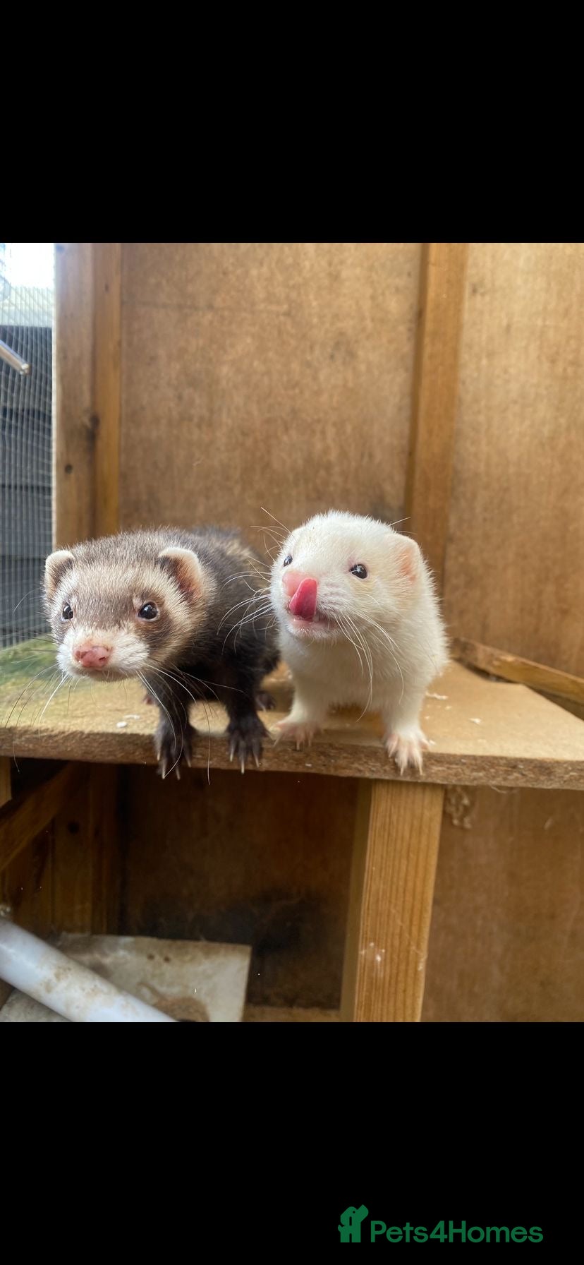 Ferret rodents Ferrets free to a good home - Advert 1