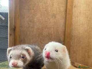 Ferret rodents Ferrets free to a good home - Advert 12