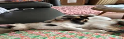 Mixed Breed cats for sale: Stunning kittens available now - Advert 23