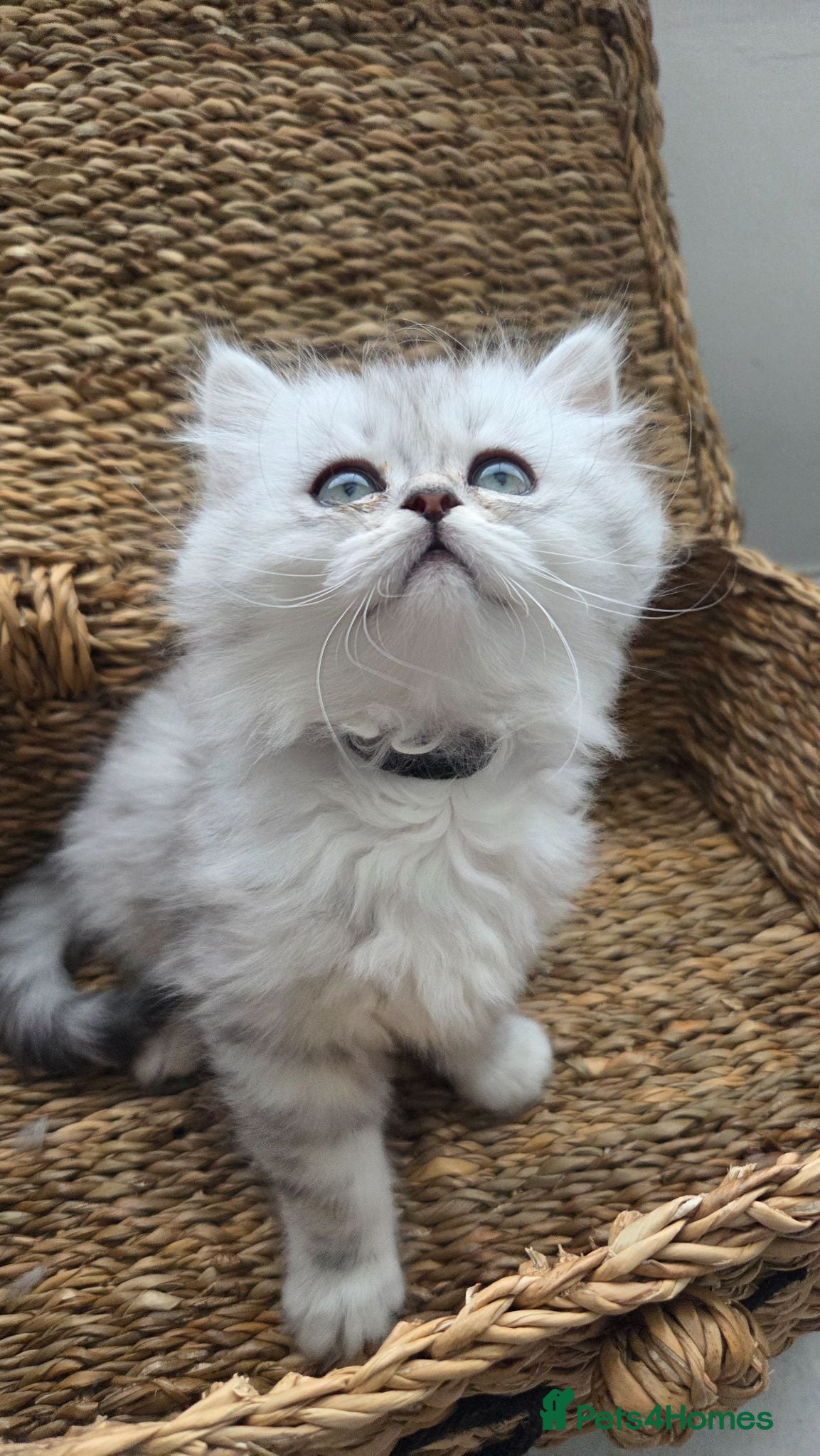 Persian cats FEMALE Persian chinchilla  - Advert 2