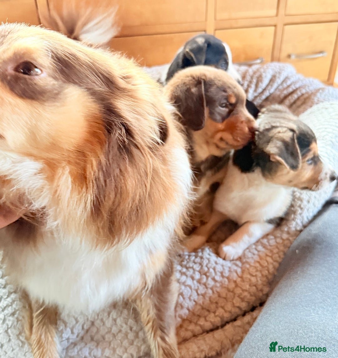 Mixed Breed dogs for sale: Cheeky trio looking for forever homes  - Advert 13