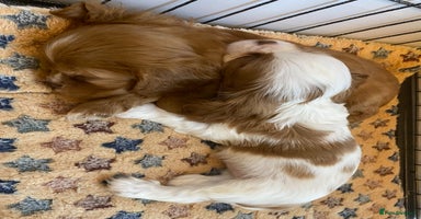 Cavalier King Charles Spaniel dogs - Advert 10
