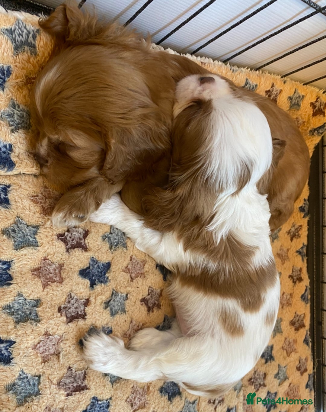 Cavalier King Charles Spaniel dogs for sale: Chocolate Cavalier Puppies  - Image 3