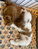 Cavalier King Charles Spaniel dogs - Advert 11