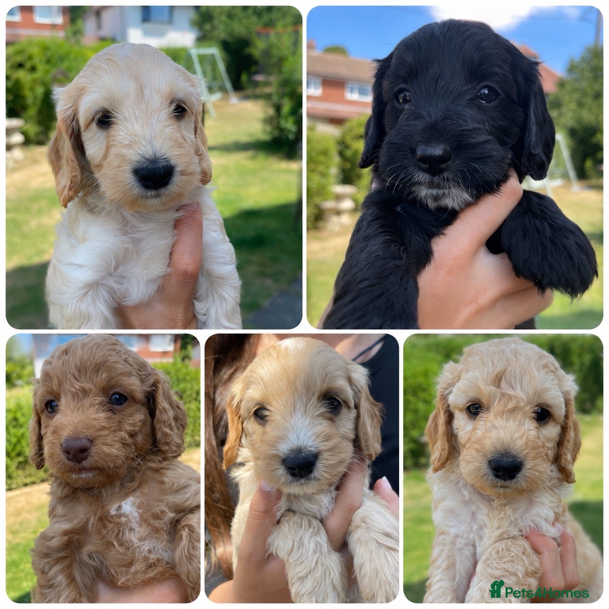 Cockapoo dogs Cockapoo puppies - Advert 1