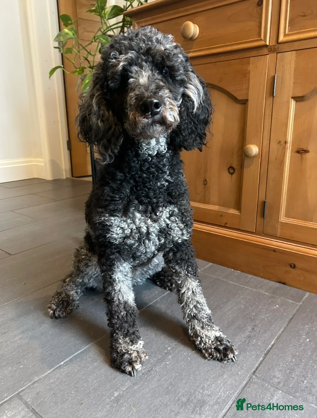 Goldendoodle dogs for sale: Stunning Goldendoodle Pups - Advert 1