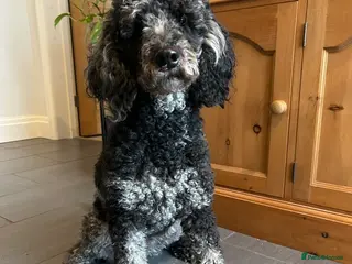 Goldendoodle dogs Stunning Goldendoodle Pups - Advert 1