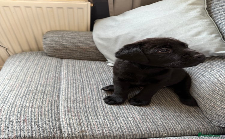 Labrador Retriever dogs - Advert 11