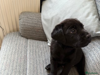 Labrador Retriever dogs - Advert 1