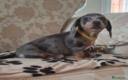 Miniature Dachshund dogs for sale: Miniature dachshund puppies - Image 2