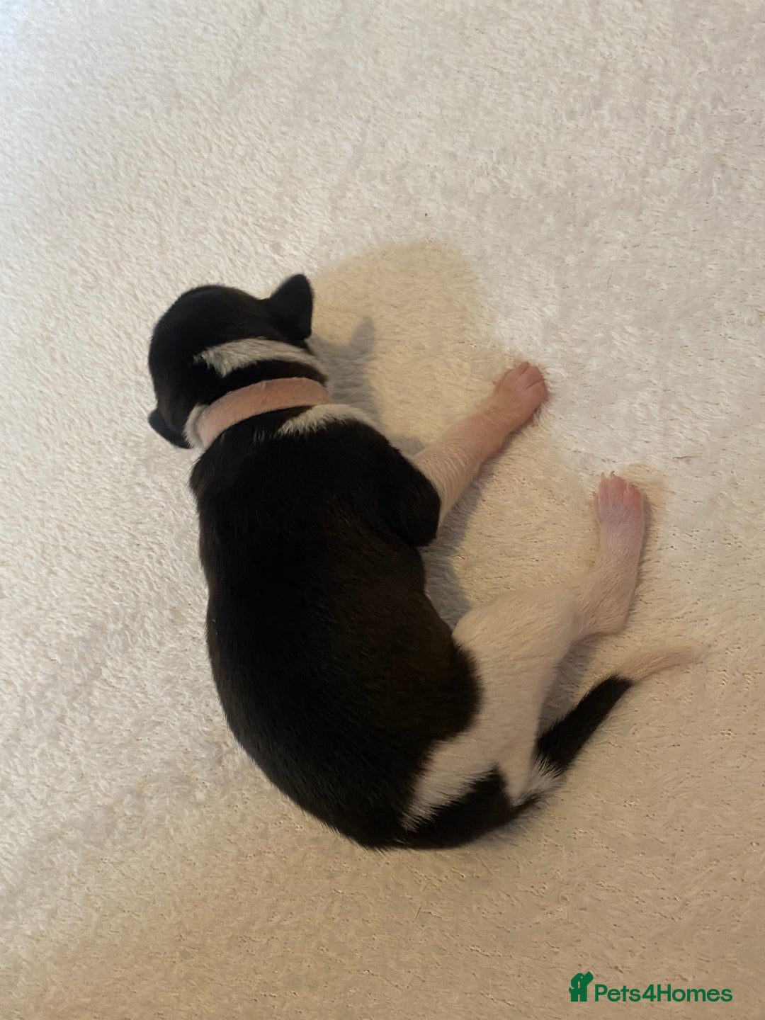 Whippet dogs for sale: 6 Stunning KC Pedigree Whippet Puppies - Image 6