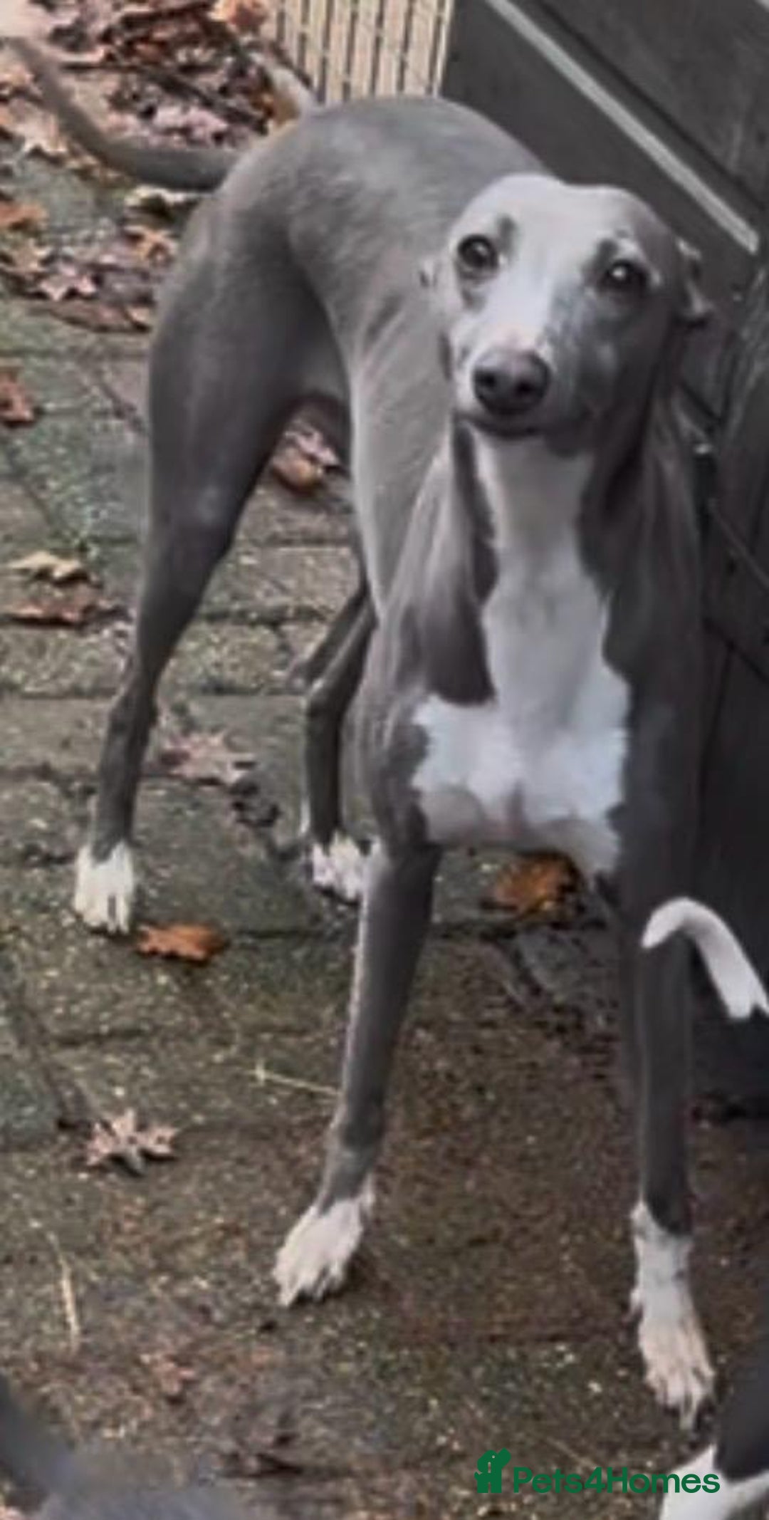 Whippet dogs for sale: Gorgeous whippet puppies for sale  - Advert 1