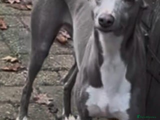 Whippet dogs Gorgeous whippet puppies for sale - Advert 13