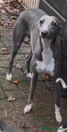 Whippet dogs Gorgeous whippet puppies for sale - Advert 1