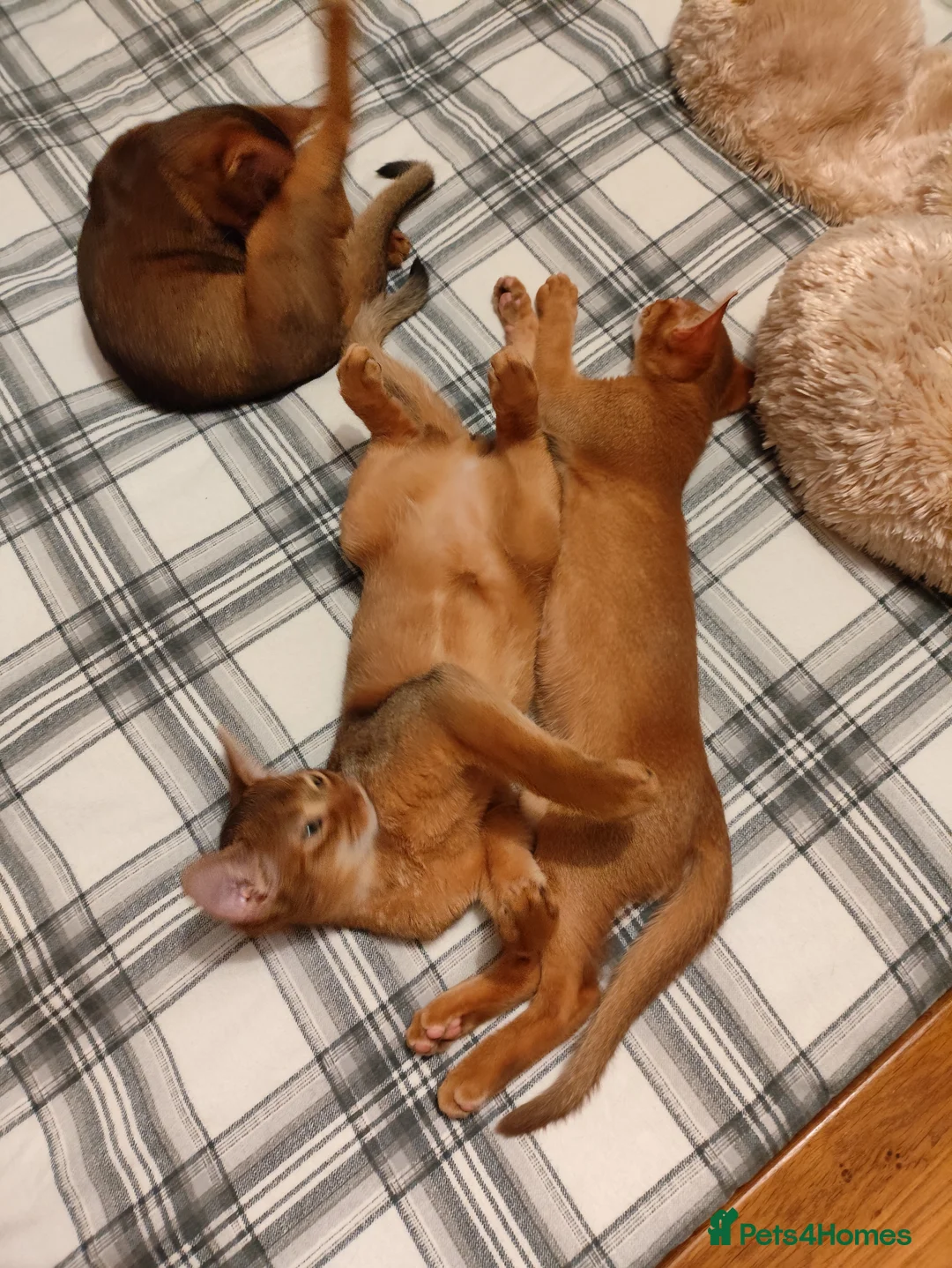 Abyssinian cats for sale: Beautiful Abyssinian Kittens 🐈 - Advert 17