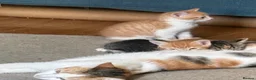 Mixed Breed cats for sale: 3 kittens ready to go  - Advert 1