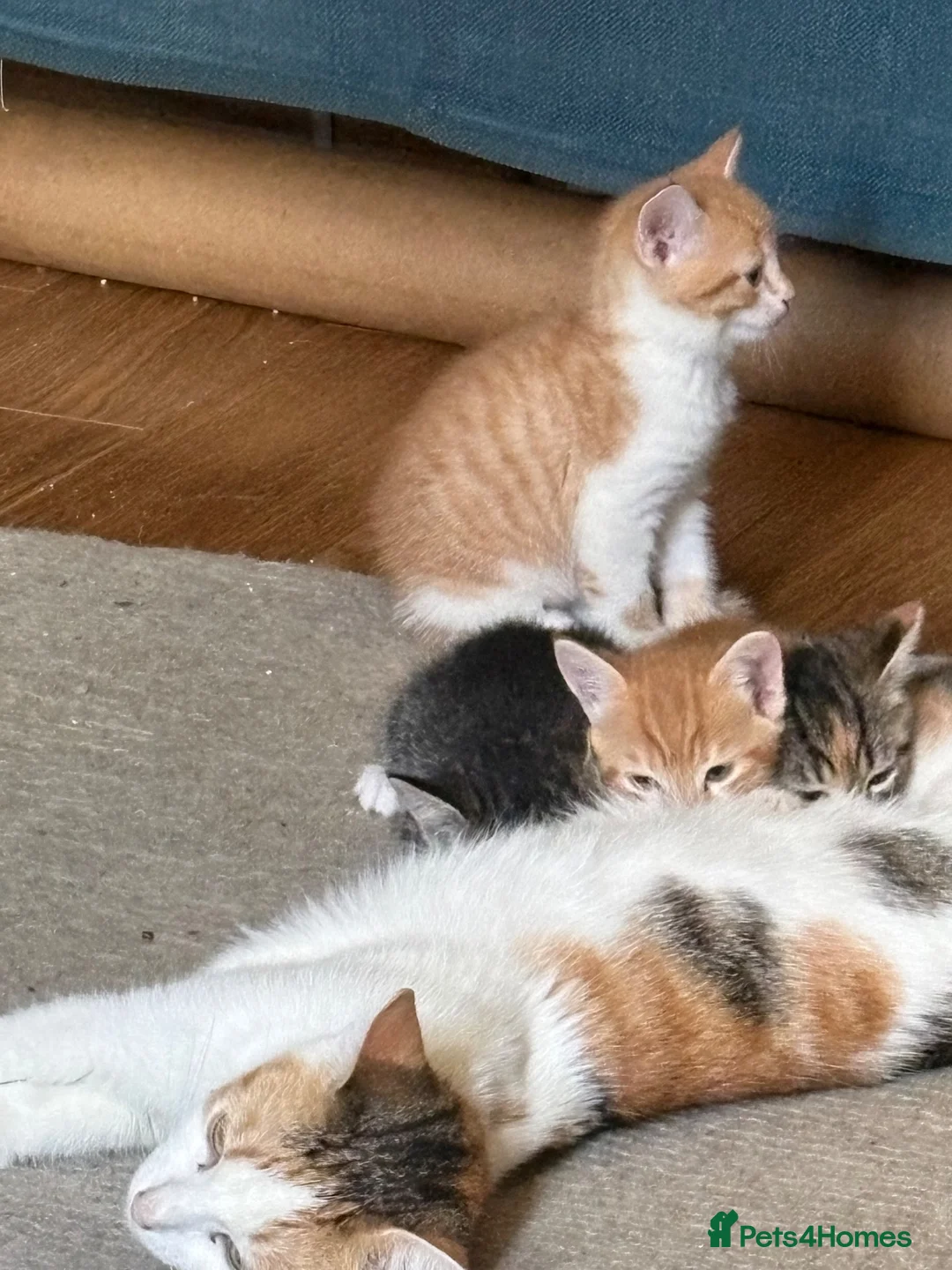 Mixed Breed cats for sale: 3 kittens ready to go  - Advert 1