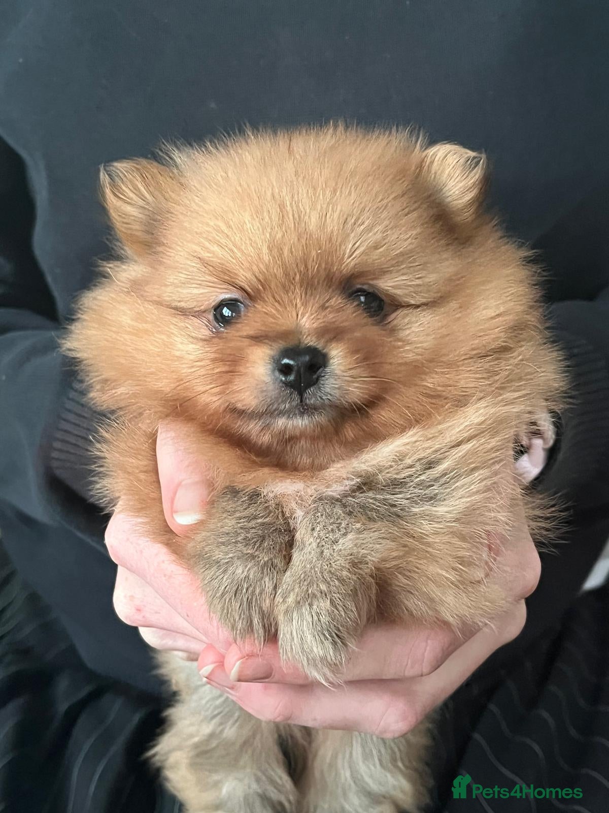 Pomeranian dogs Absolute stunning pups KC registered  - Advert 2