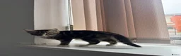 Mixed Breed cats for sale: Kitten - Advert 2