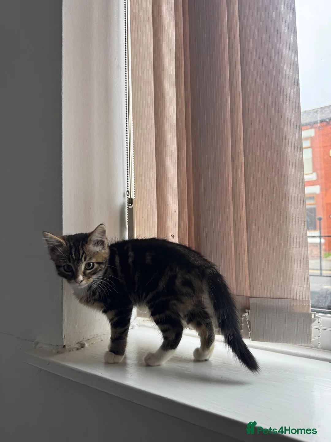 Mixed Breed cats for sale: Kitten - Advert 2