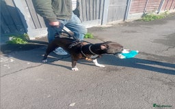 Mixed Breed dogs for adoption: Gorgeous young staffie cross for adoption  - Image 5