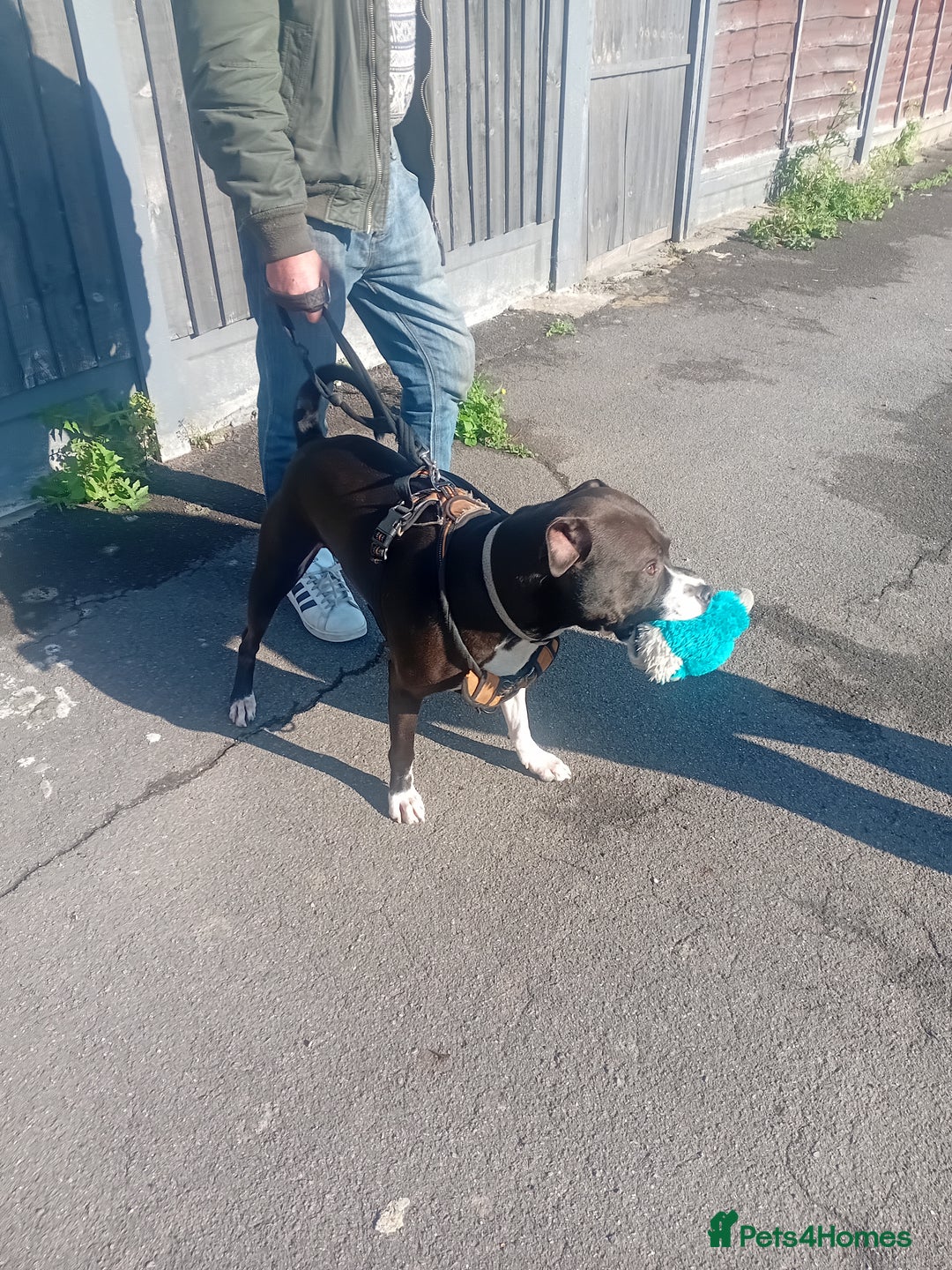 Mixed Breed dogs for adoption: Gorgeous young staffie cross for adoption  - Image 5