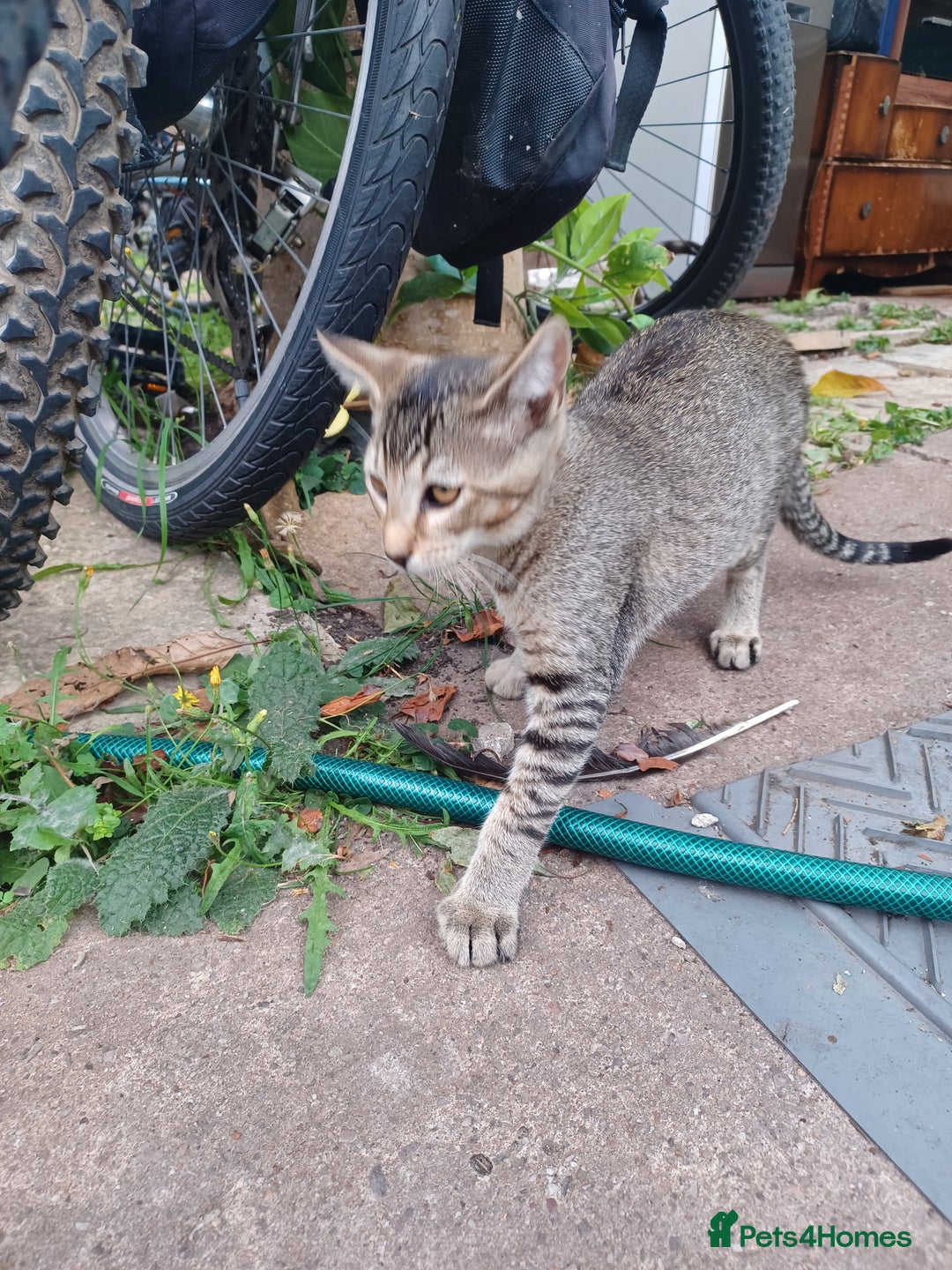 British Shorthair cats for sale: Kitten boy  - Image 6
