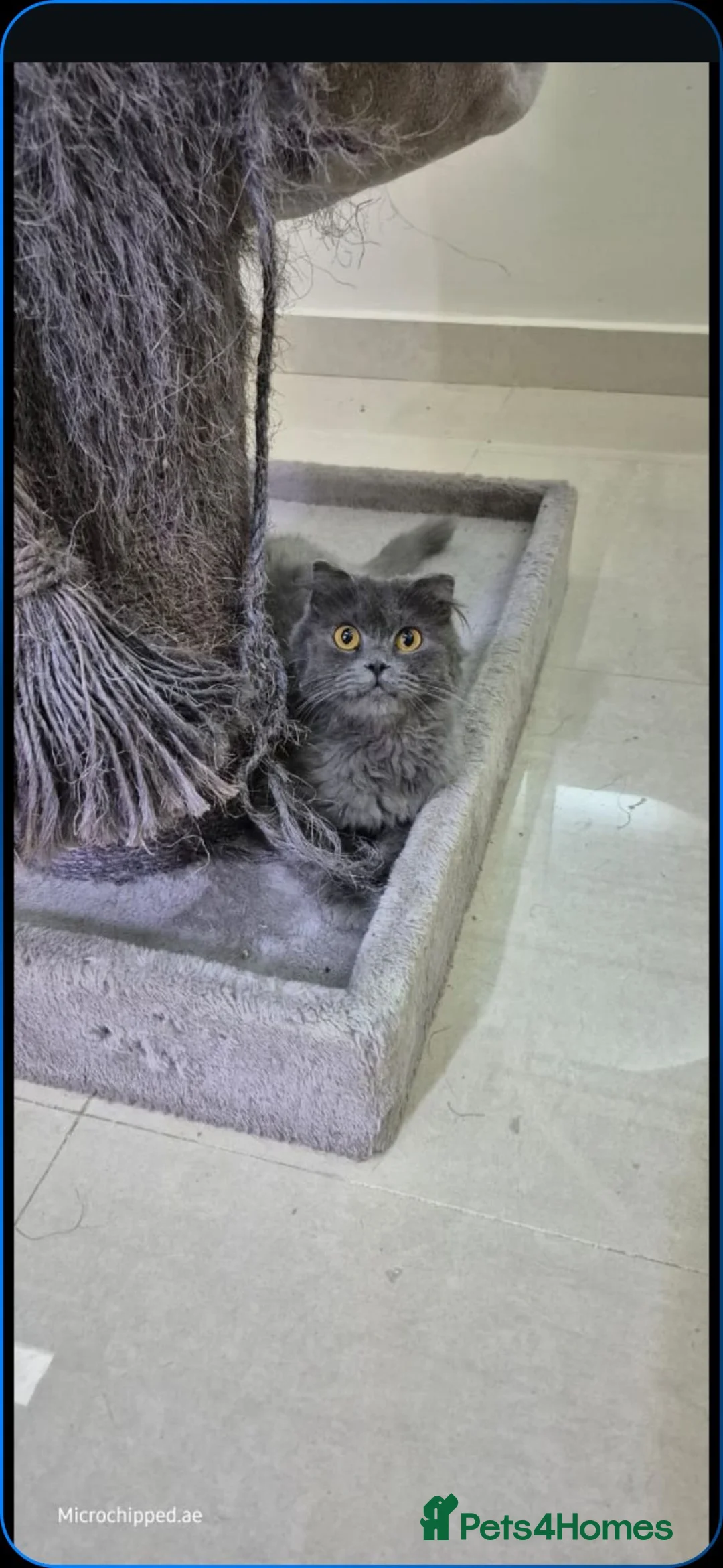 Mixed Breed cats for adoption: Velvet - Advert 1