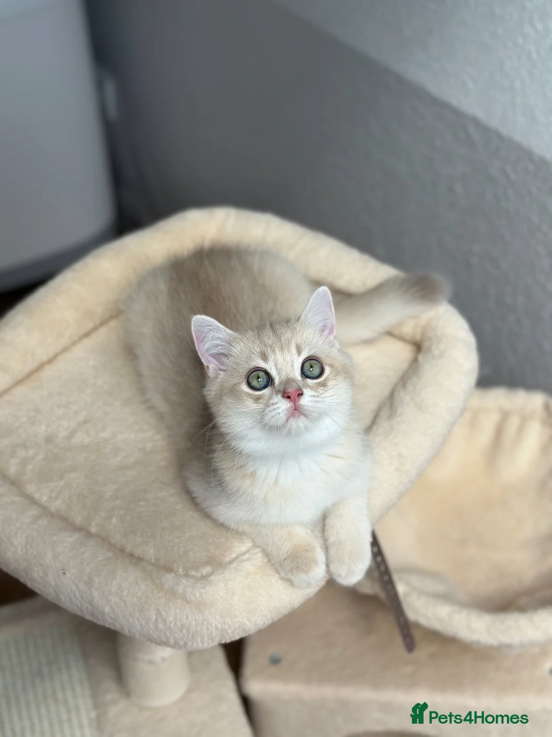 British Shorthair cats for sale: Loving Lilac Golden British Shorthair Boy - Advert 2
