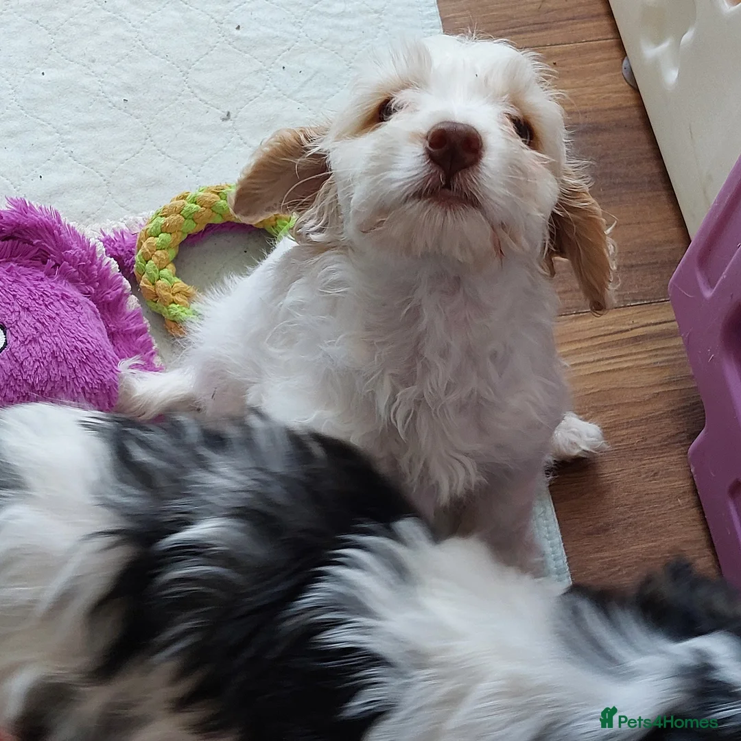 Cockapoo dogs for sale: Reduced - 2 Beautiful Cockapoos.  - Advert 2