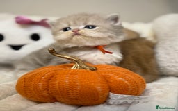 British Shorthair cats for sale: Affectionate lap cats health tested parents  - Image 13
