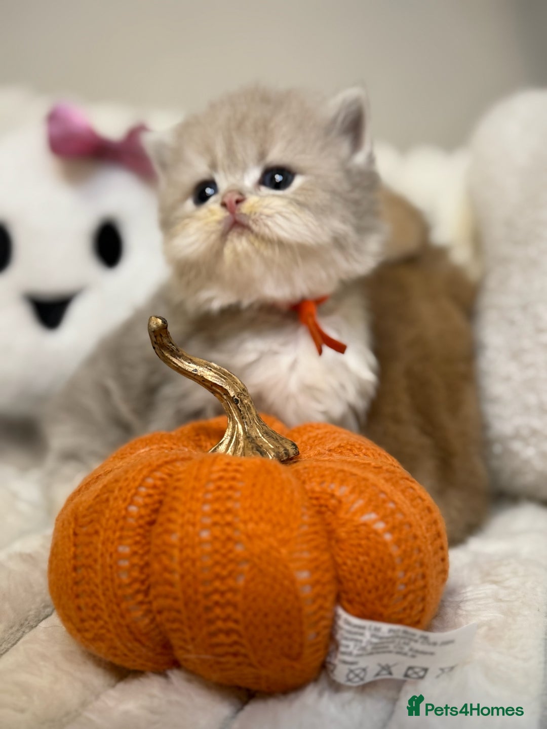 British Shorthair cats for sale: Affectionate lap cats health tested parents  - Image 13