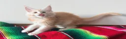 Maine Coon cats for sale: Fife registered, red silver Maine coon kittens  - Advert 6